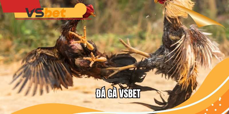 Đá gà VSBET - Cảm xúc bùng nổ với những trận đấu gay cấn