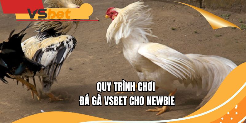 Quy trình chơi đá gà VSBET cho Newbie