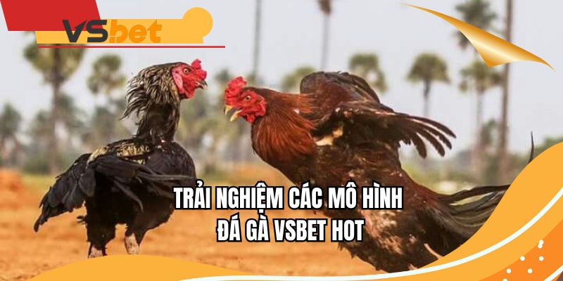 Trải nghiệm các mô hình đá gà VSBET hot